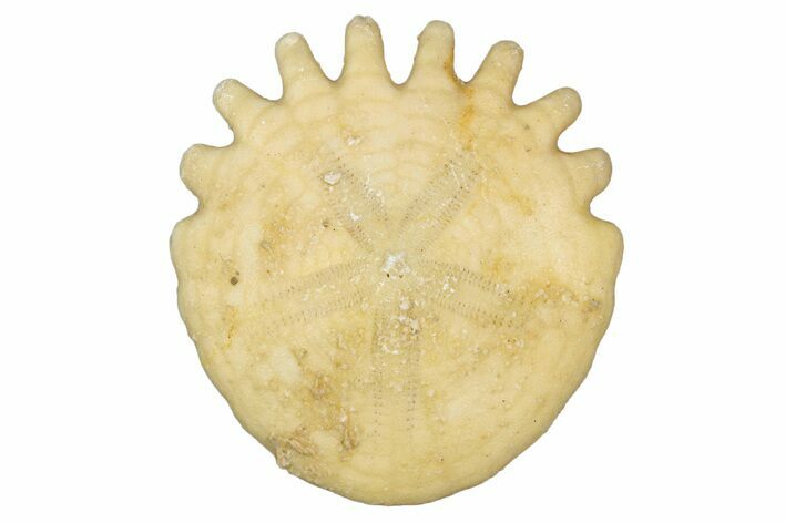 Fossil Sand Dollar (Heliophora) - Boujdour Province, Morocco #347917